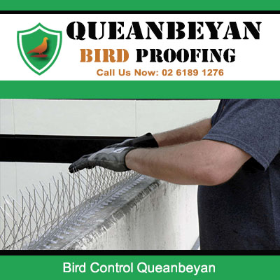 Professional technician installing bird deterrent spikes for effective bird control in Queanbeyan