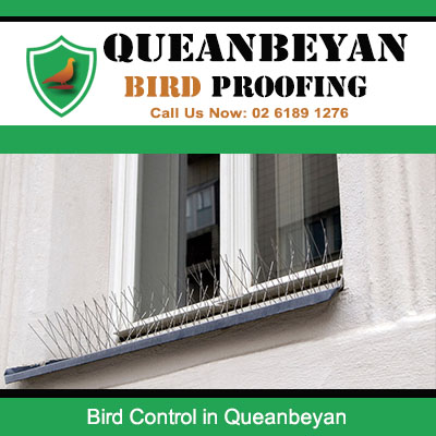 Bird deterrent spikes installed on window ledge for effective bird control in Queanbeyan