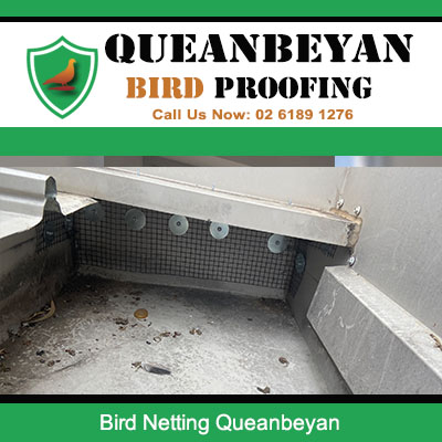 Bird netting installed along Queanbeyan building edge preventing pigeons and pest birds from roosting
