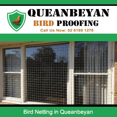 Bird netting installed on Queanbeyan home windows providing effective protection against pest birds