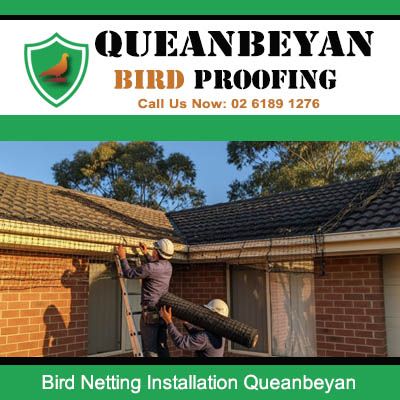 Bird netting installation specialist working on Queanbeyan residential property roof and gutter area