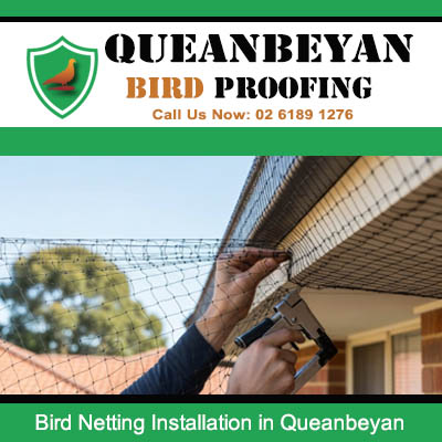 Professional bird netting installation under Queanbeyan home eaves preventing bird nesting and entry