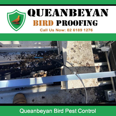 Bird droppings and nesting debris on commercial rooftop requiring bird pest control in Queanbeyan