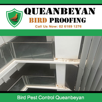 Bird nesting in apartment balcony rafters requiring professional bird pest control in Queanbeyan