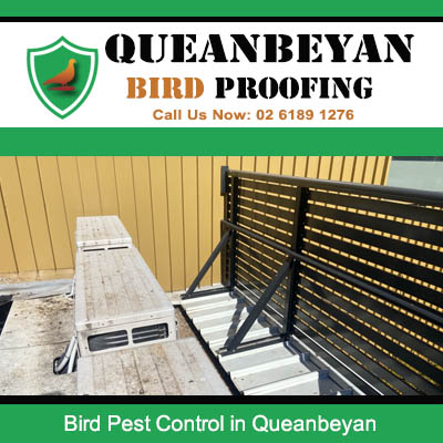 Bird droppings on rooftop HVAC area requiring professional bird pest control in Queanbeyan