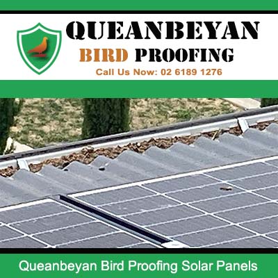 Professional bird proofing installation on solar panels in Queanbeyan protecting against nesting birds
