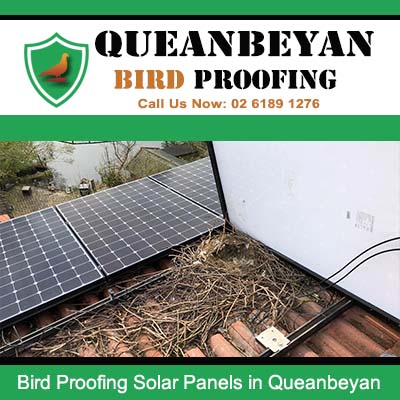 Bird infestation under solar panels on Queanbeyan roof before bird proofing installation