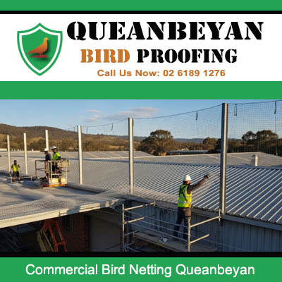 Professional technicians installing commercial bird netting on Queanbeyan business rooftop