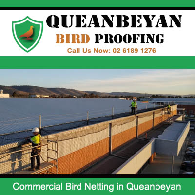 Commercial bird netting installation on building exterior in Queanbeyan
