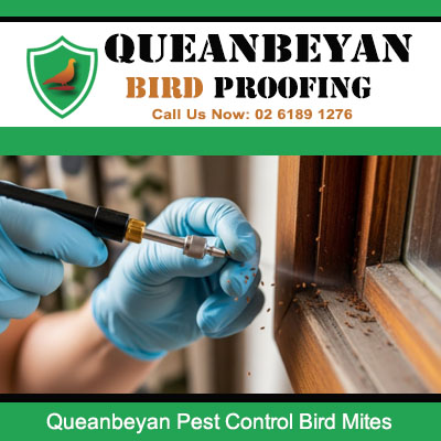 Professional bird mite removal services in Queanbeyan showing pest control specialist treating infestation