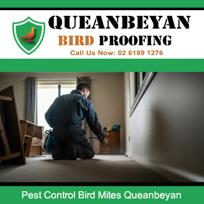 Licensed pest controller eliminating bird mites infestation in Queanbeyan residential home