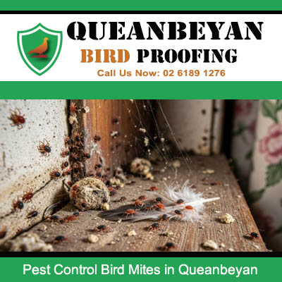 Severe bird mite infestation in Queanbeyan home requiring professional pest control treatment